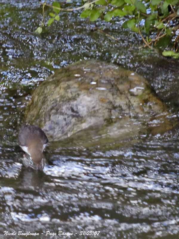 White-throated Dipper - Cinclus cinclus - Cincle Plongeur