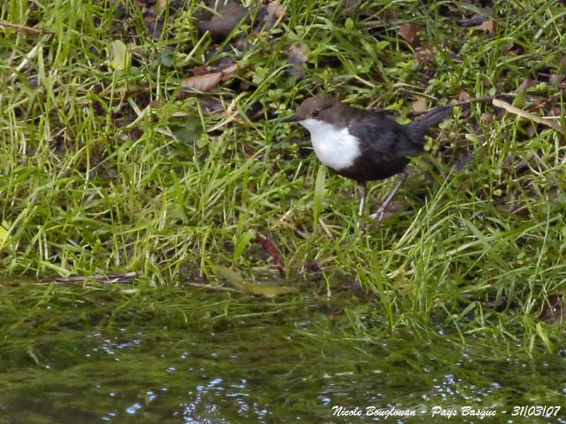 White-throated Dipper - Cinclus cinclus - Cincle Plongeur