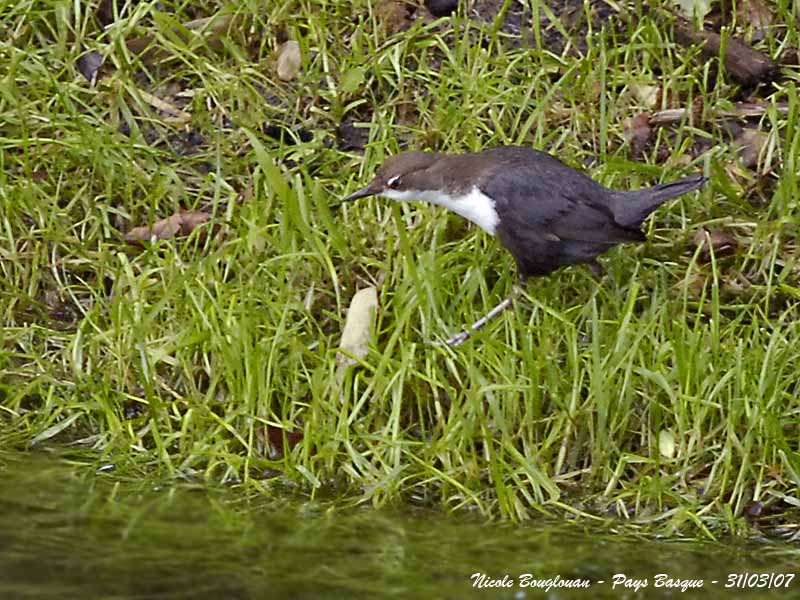 White-throated Dipper - Cinclus cinclus - Cincle Plongeur