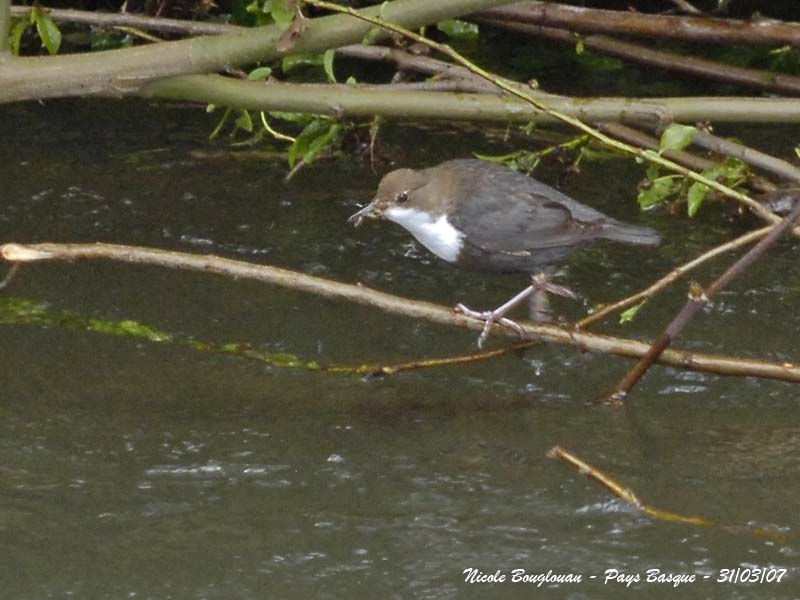 White-throated Dipper - Cinclus cinclus - Cincle Plongeur