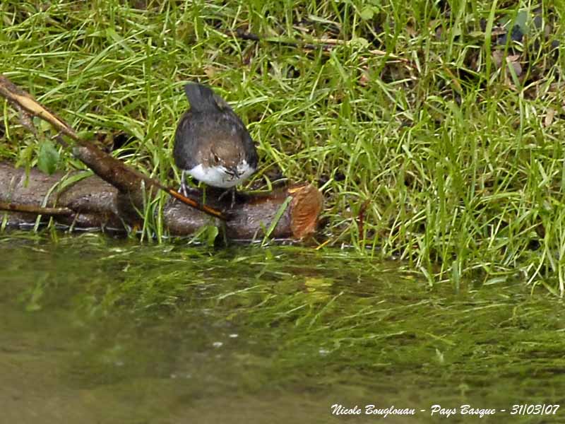 White-throated Dipper - Cinclus cinclus - Cincle Plongeur