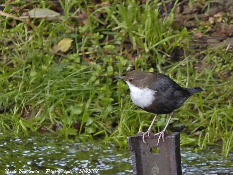 White-throated Dipper - Cinclus cinclus - Cincle Plongeur