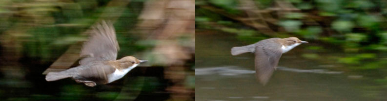 White-throated Dipper - Cinclus cinclus - Cincle Plongeur