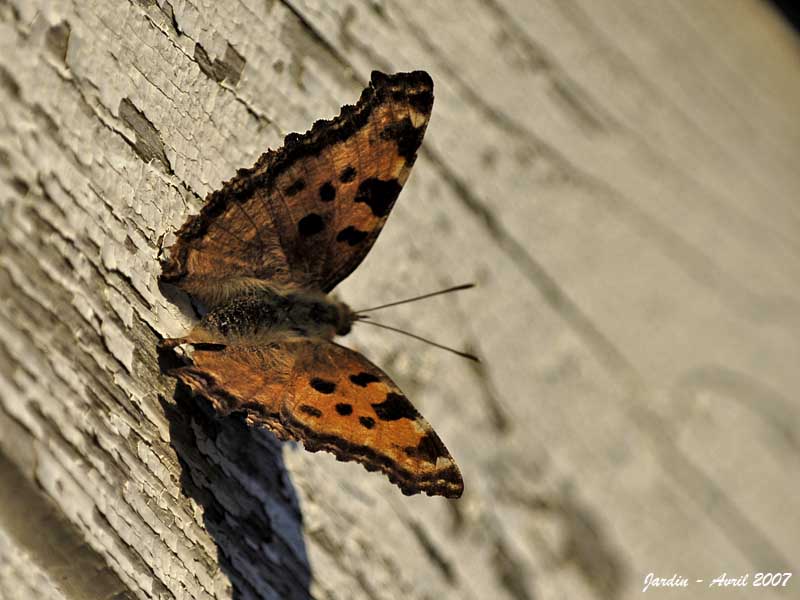 LARGE TORTOISESHELL - NYMPHALIS POLYCHLOROS - GRANDE TORTUE