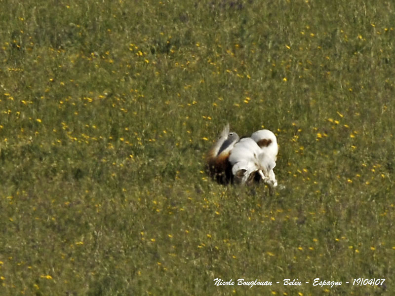 Great Bustard male displays