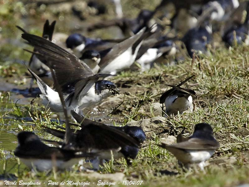 Common House Martin mud