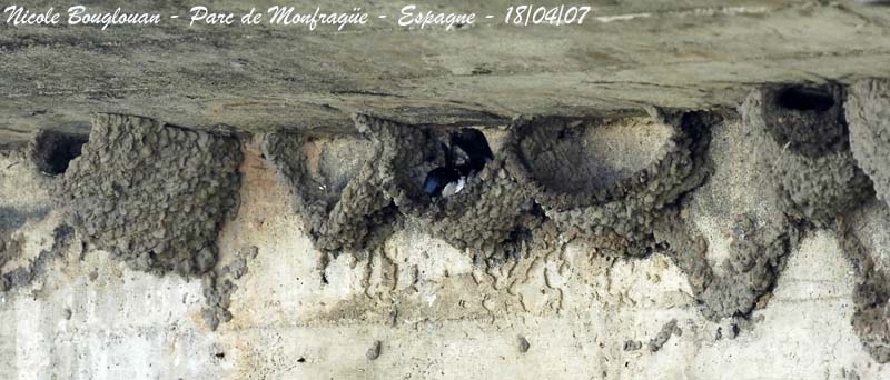 Common House Martin nests