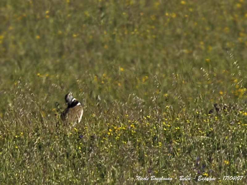 Little Bustard