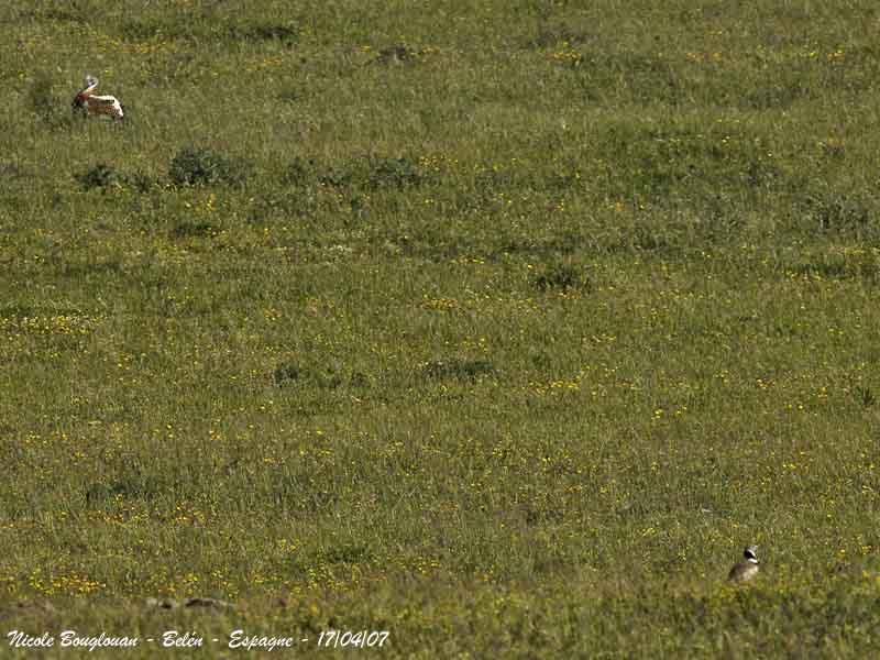 Great and Little Bustards