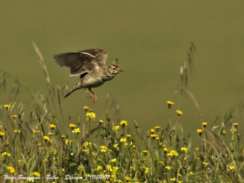 Crested Lark