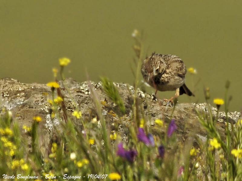 Crested Lark