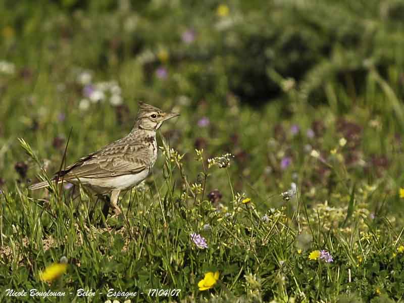 Crested Lark