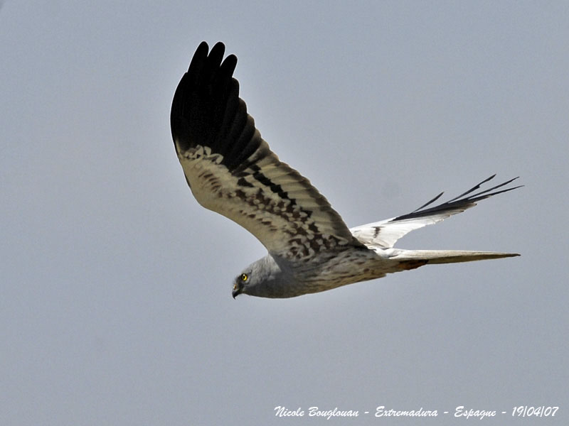 Montagus Harrier