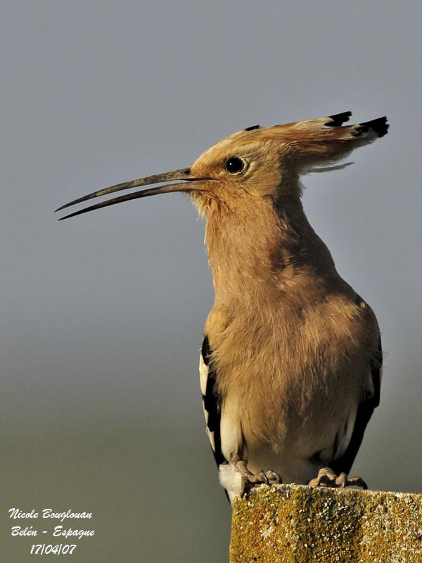 HOOPOE