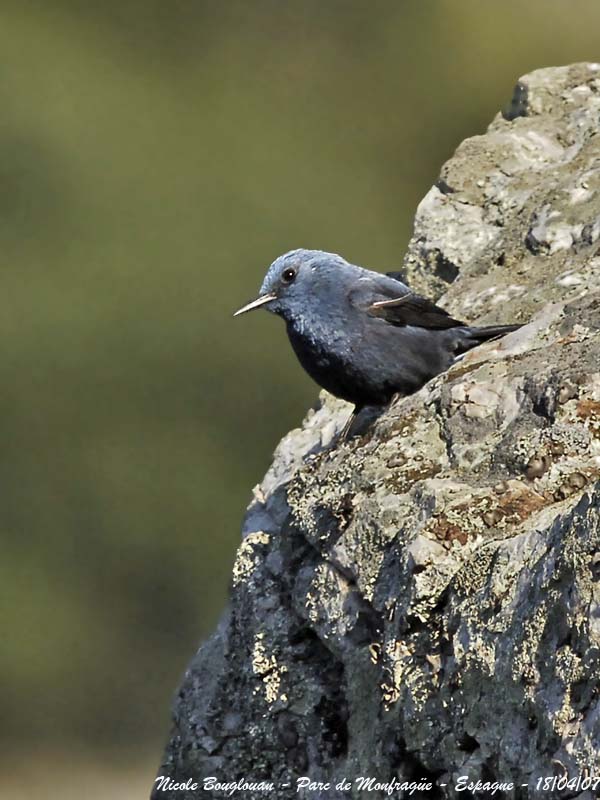 BLUE ROCK THRUSH male