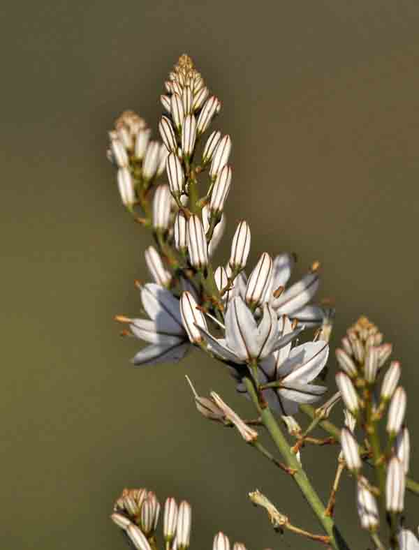 White wild flowers