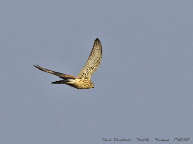 LESSER KESTREL female