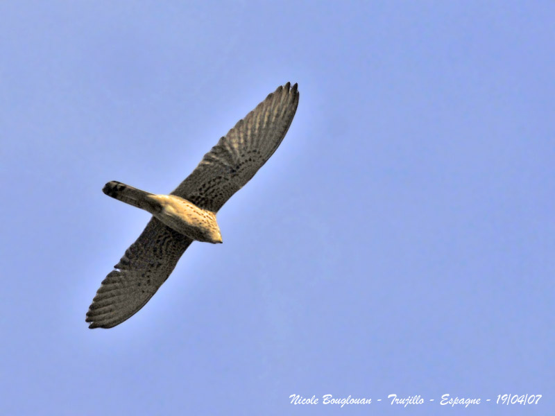 LESSER KESTREL female