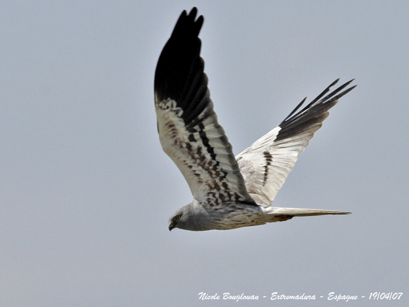 MONTAGUS HARRIER male