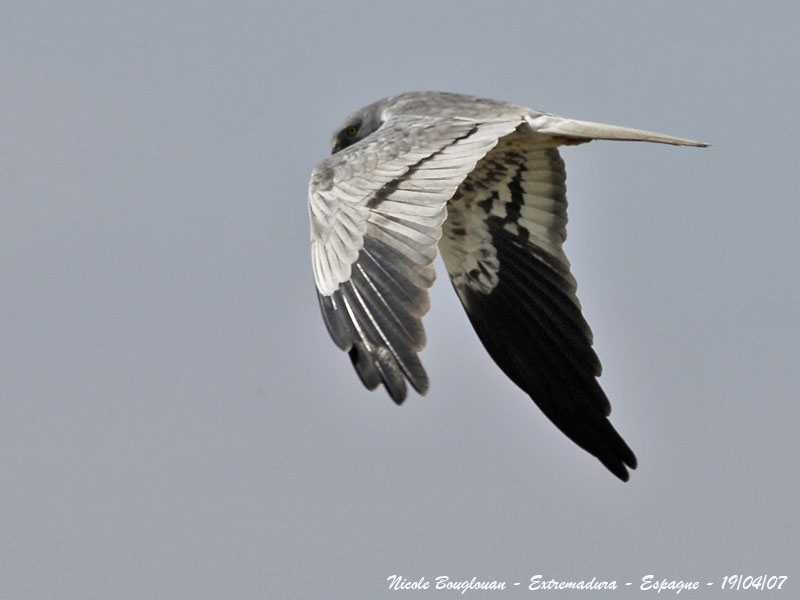 MONTAGUS HARRIER male