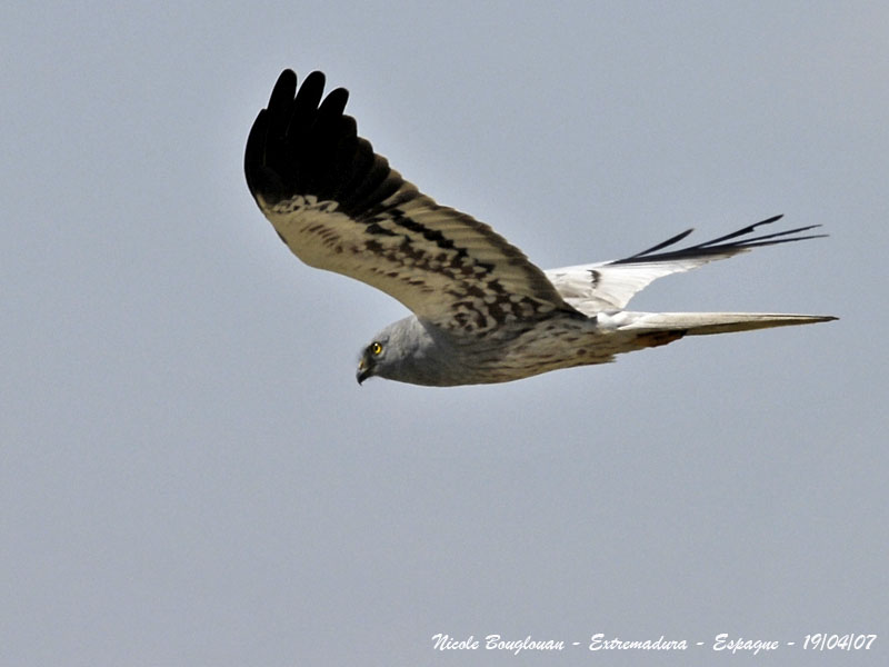 MONTAGUS HARRIER male