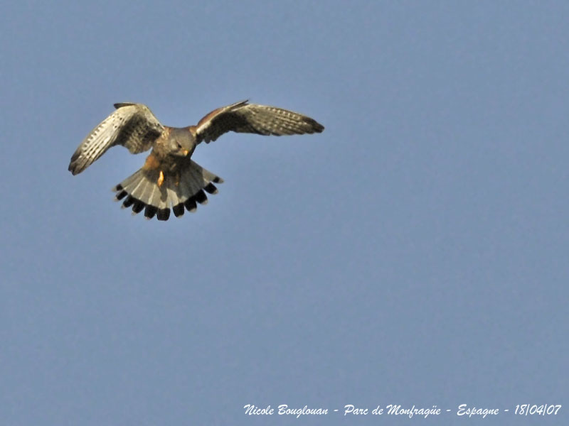 COMMON-KESTREL male