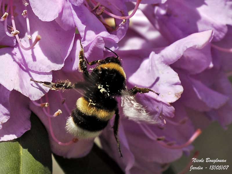 BUFF-TAILED BUMBLE BEE