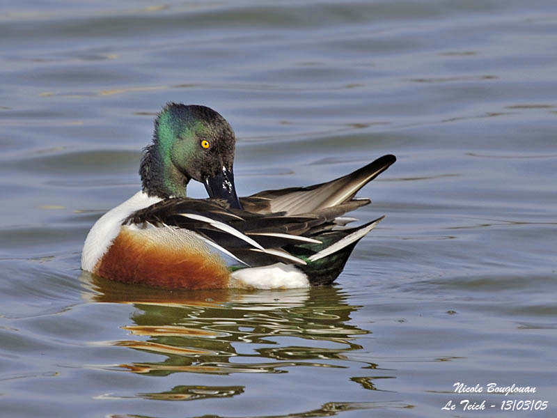 NORTHERN-SHOVELER