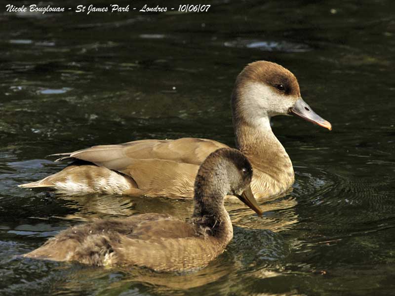 RED-CRESTED POCHARD female and young