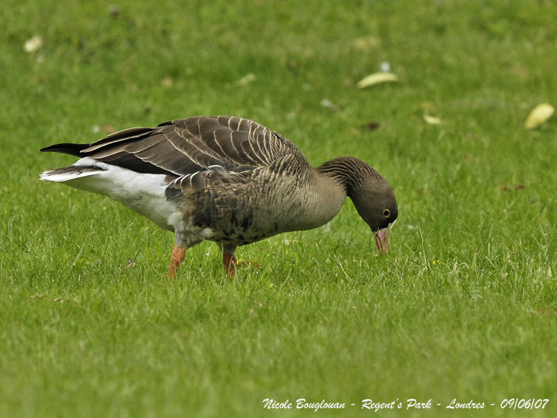 LESSER WHITE-FRONTED GOOSE