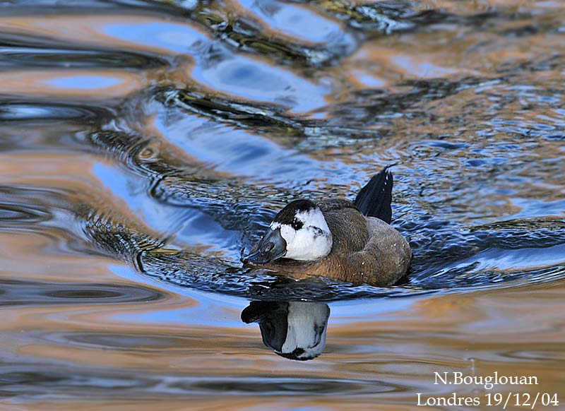 White-headed-Duck-male