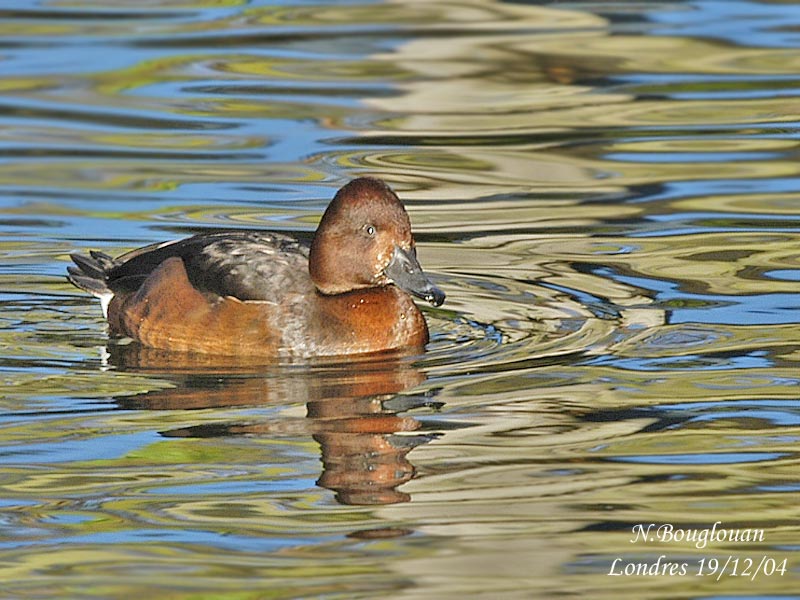 FERRUGINOUS DUCK
