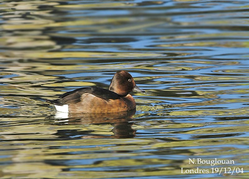 FERRUGINOUS DUCK male
