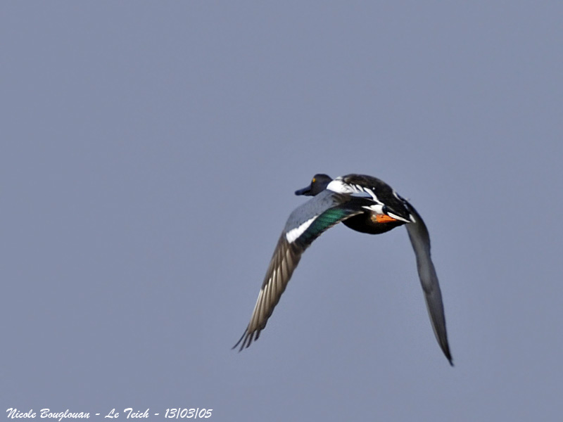 NORTHERN SHOVELER