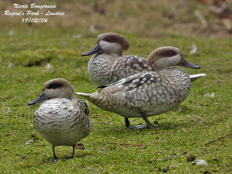 MARBLED-DUCK displays