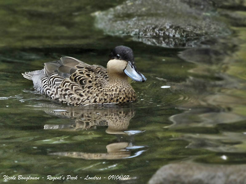 SILVER TEAL - ANAS VERSICOLOR - SARCELLE BARIOLEE