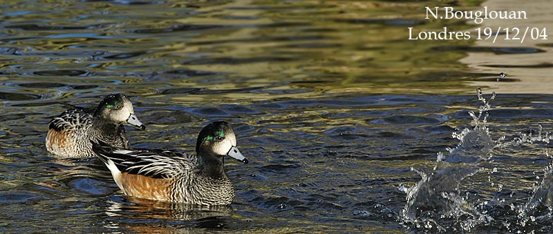 CHILOE WIGEON