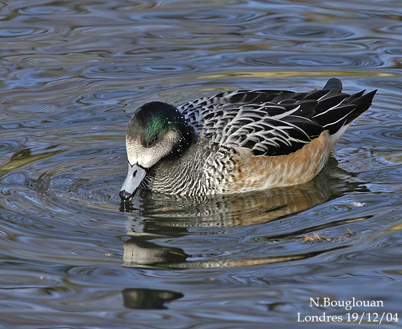 CHILOE WIGEON