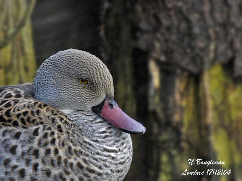 CAPE TEAL