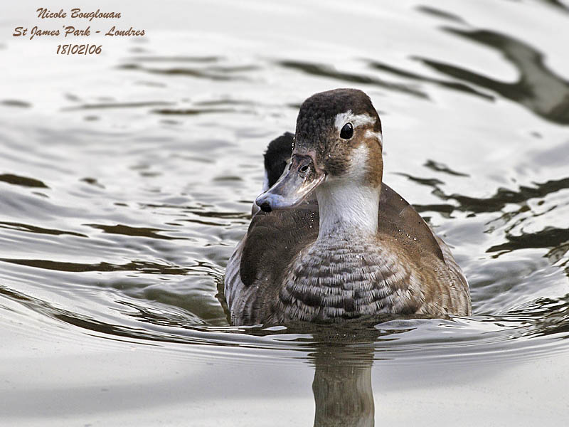 RINGED TEAL female