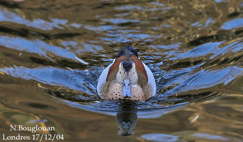 RINGED TEAL male