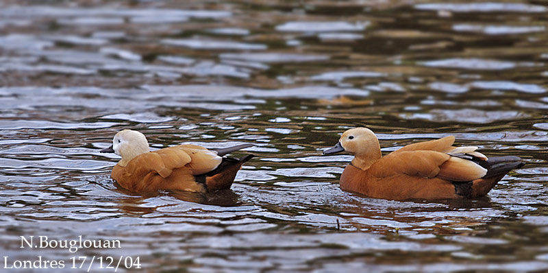 RUDDY SHELDUCK pair