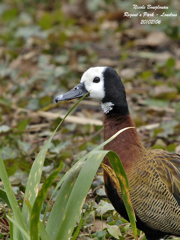 White-faced-Whistling-Duck