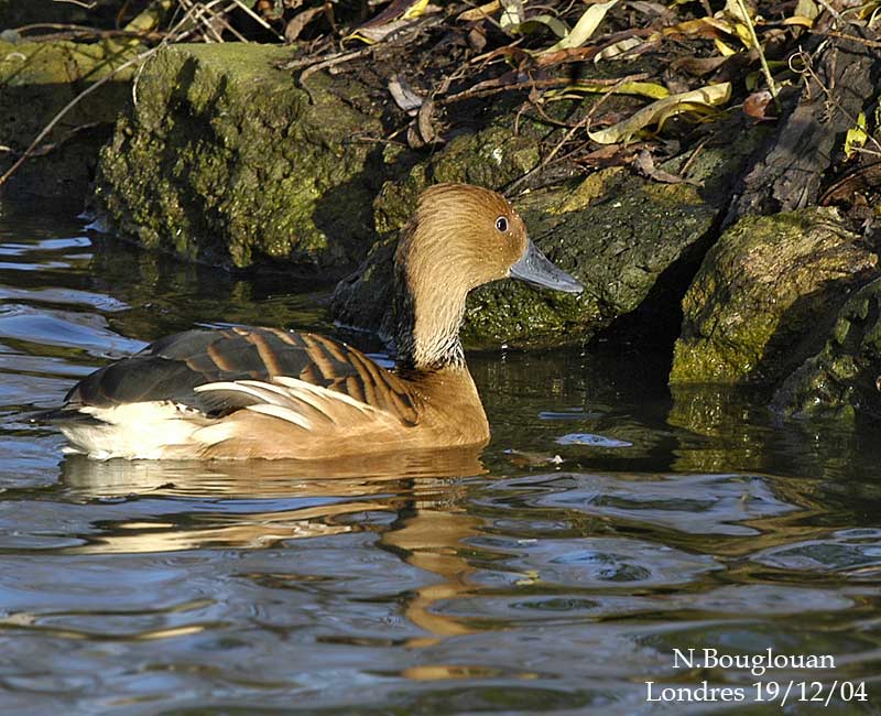 Fulvous-Whistling-Duck