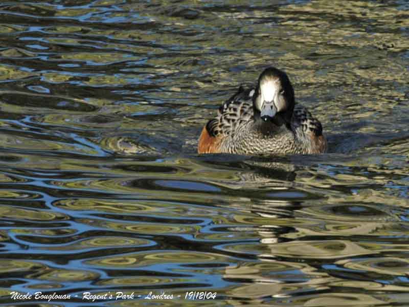 CHILOE WIGEON