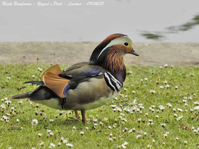 MANDARIN-DUCK male