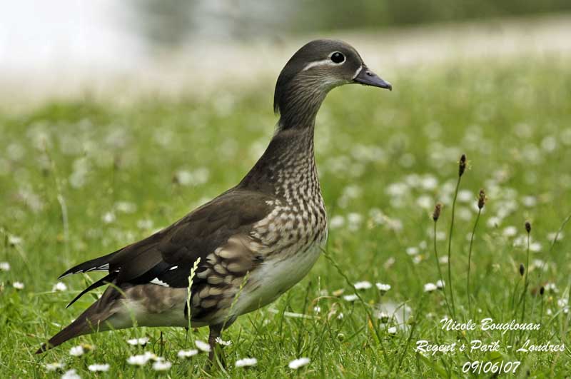 MANDARIN-DUCK female