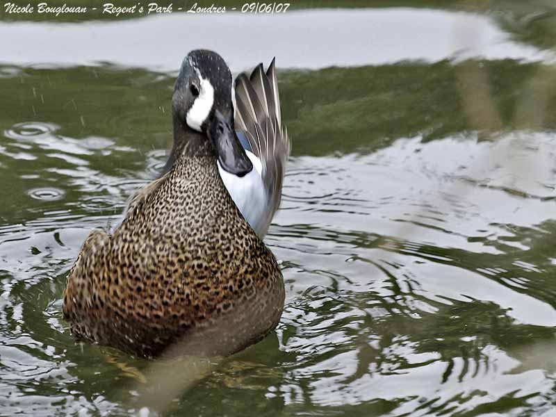 BLUE-WINGED-TEAL-male