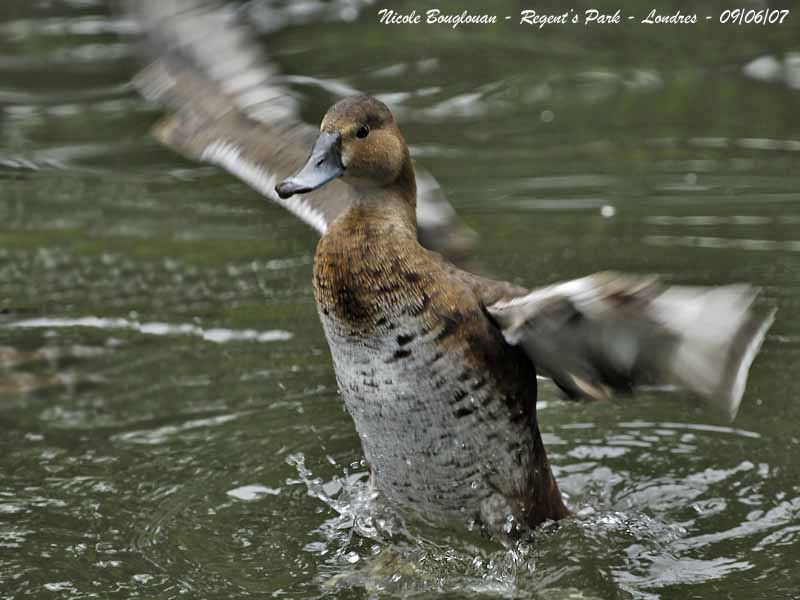 COMMON-POCHARD-female
