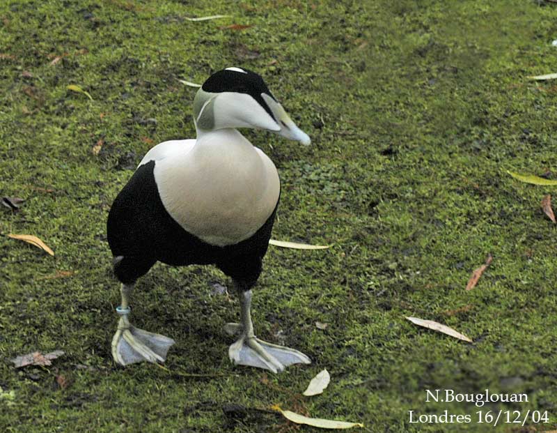 COMMON EIDER male